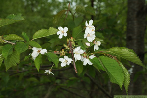 Sötkörsbär, Prunus avium